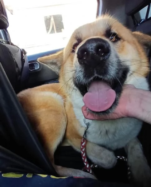 Yoshi simil Akita affettuoso ed ubbidiente  | Foto 2