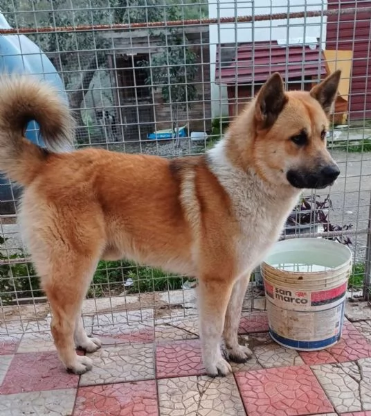 Yoshi simil Akita affettuoso ed ubbidiente 