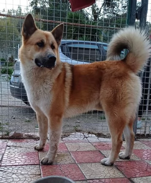 Yoshi simil Akita affettuoso ed ubbidiente  | Foto 1