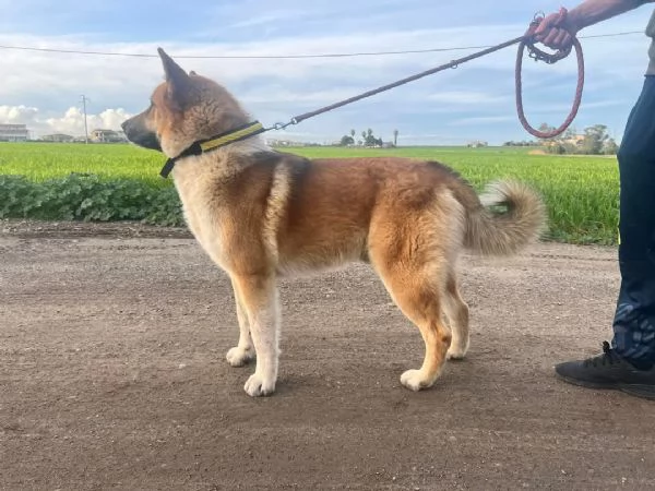 Yoshi simil Akita affettuoso ed ubbidiente  | Foto 0