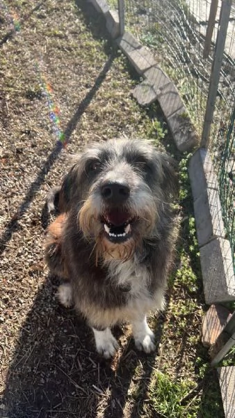 BENJI cagnolone simil spinone cerca una famiglia tutta sua | Foto 4