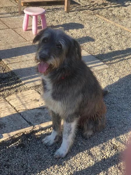 BENJI cagnolone simil spinone cerca una famiglia tutta sua | Foto 3