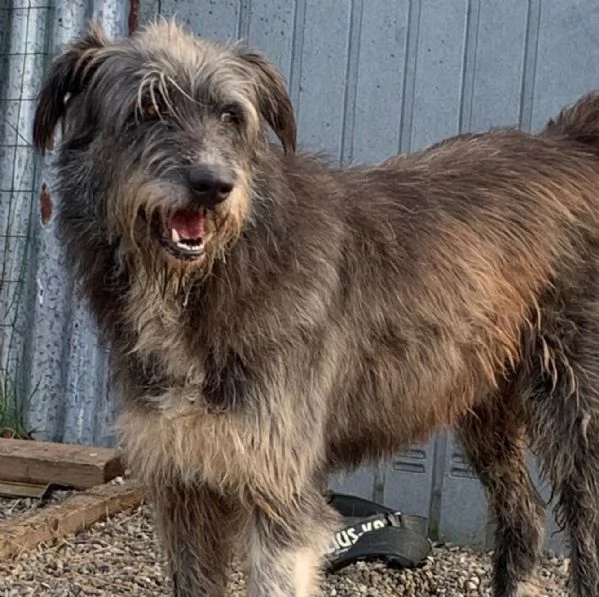 BENJI cagnolone simil spinone cerca una famiglia tutta sua | Foto 2