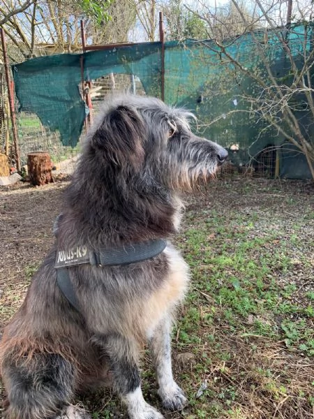 BENJI cagnolone simil spinone cerca una famiglia tutta sua | Foto 1