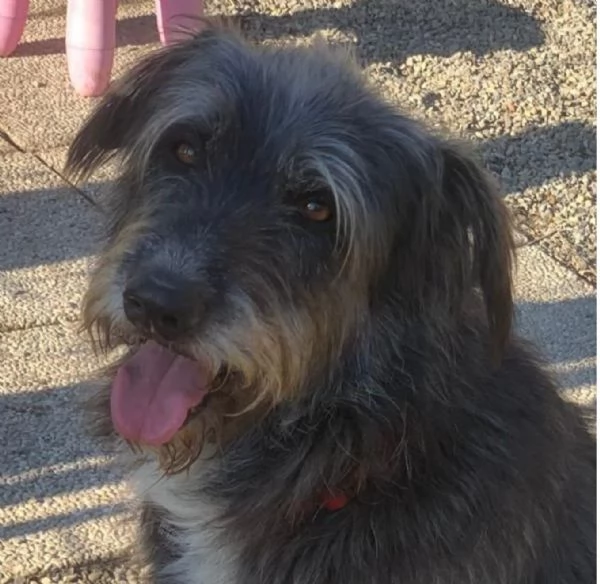 BENJI cagnolone simil spinone cerca una famiglia tutta sua