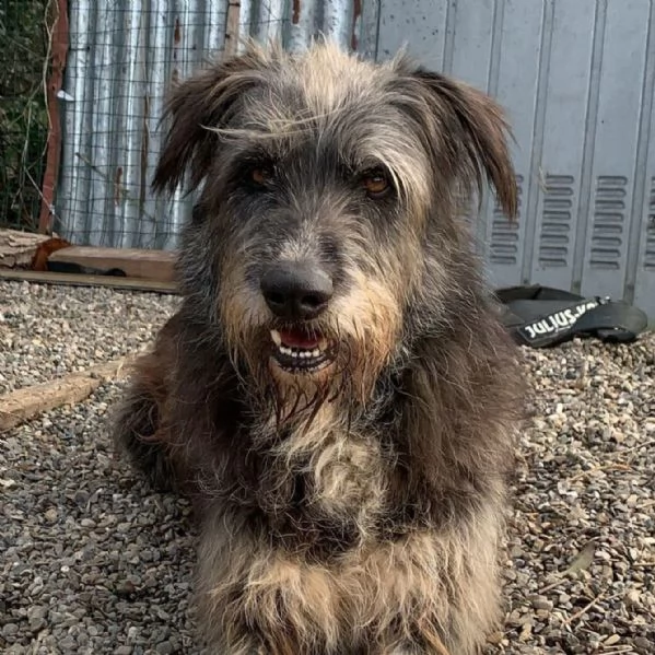 BENJI cagnolone simil spinone cerca una famiglia tutta sua | Foto 0