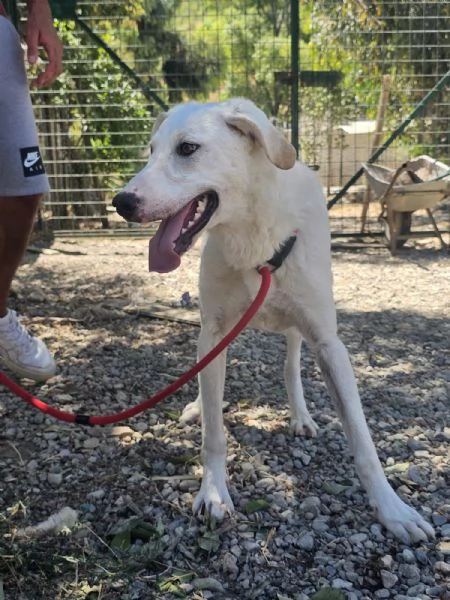 RADJA tenera cucciolona cerca casa 
