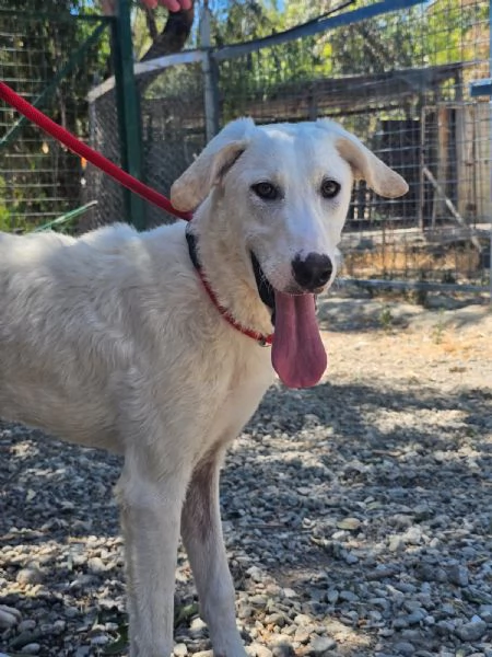 RADJA tenera cucciolona cerca casa  | Foto 2