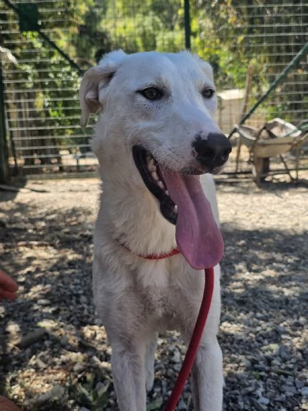 RADJA tenera cucciolona cerca casa  | Foto 0