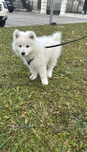Cucciolo Samoiedo  | Foto 1