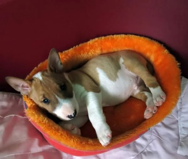 Les chiots Sweet Liver Miniature Bull Terrier recherchent leur foyer idéal pour toujours | Foto 1