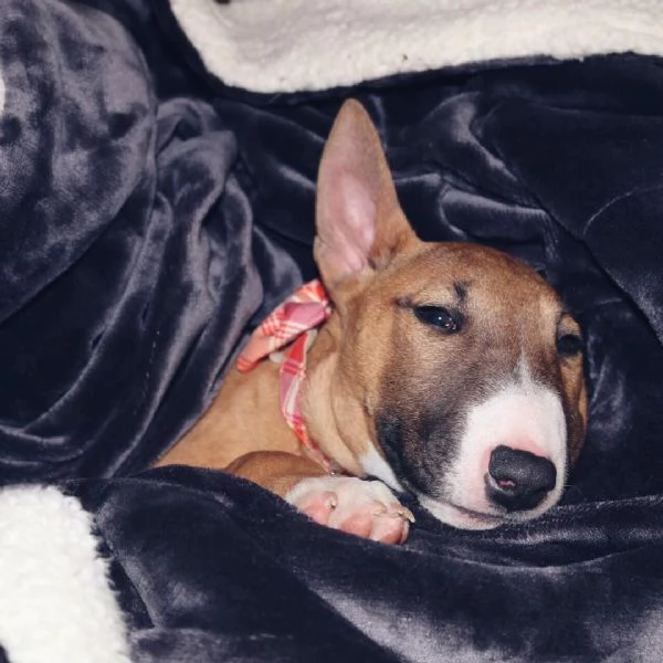 Les chiots Sweet Liver Miniature Bull Terrier recherchent leur foyer idéal pour toujours | Foto 0