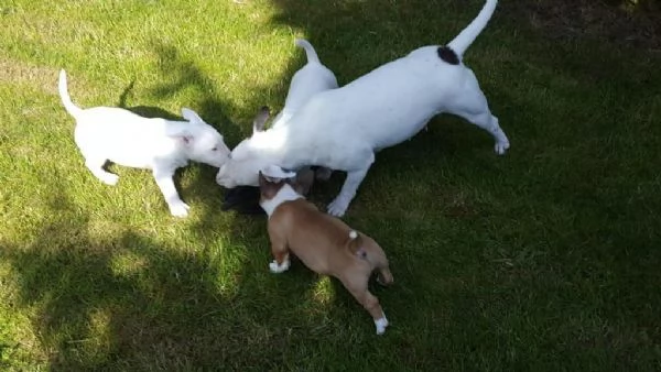 Les chiots Sweet Liver Miniature Bull Terrier recherchent leur foyer idéal pour toujours