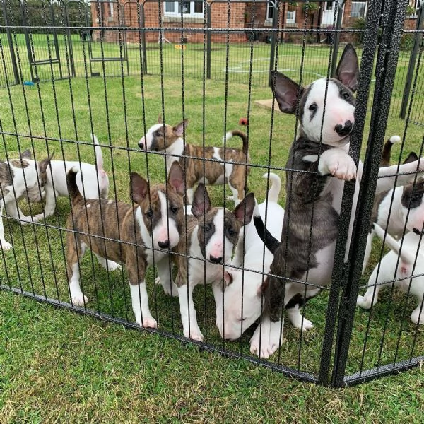 Cuccioli di Bull Terrier in miniatura