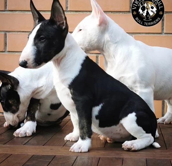 Cuccioli di Bulldog in miniatura