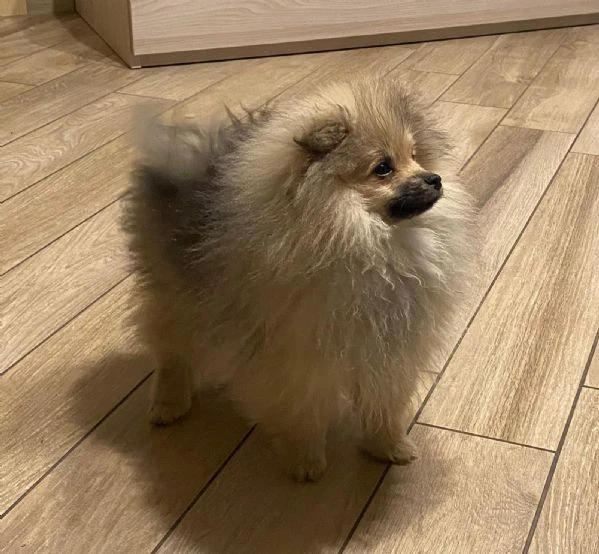 Spitz Piccolo | Foto 1