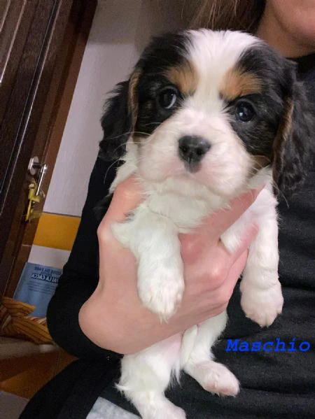 Vendo cuccioli | Foto 3