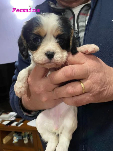 Vendo cuccioli | Foto 2