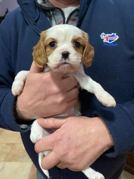 Vendo cuccioli | Foto 1