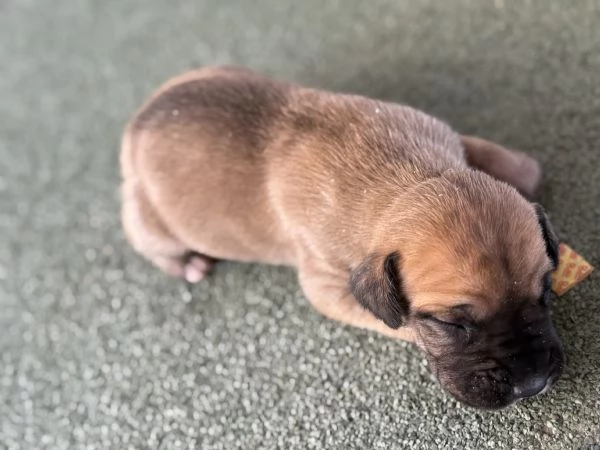 Disponibili cuccioli di alano  | Foto 5