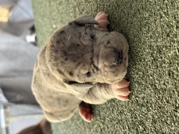 Disponibili cuccioli di alano 