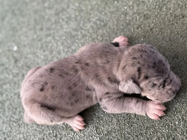 Disponibili cuccioli di alano  | Foto 4