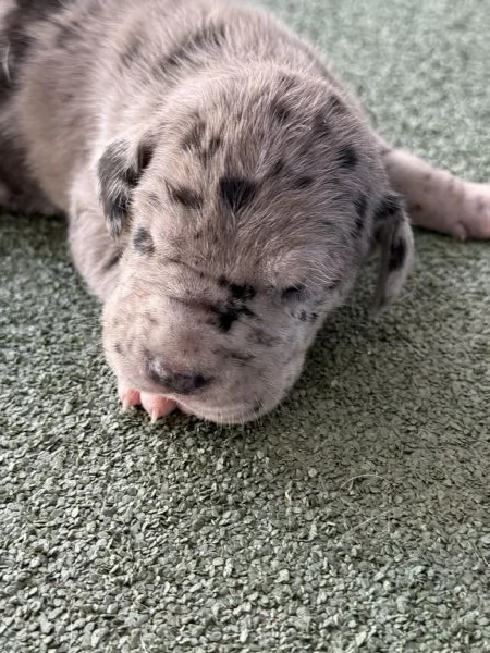 Disponibili cuccioli di alano  | Foto 3