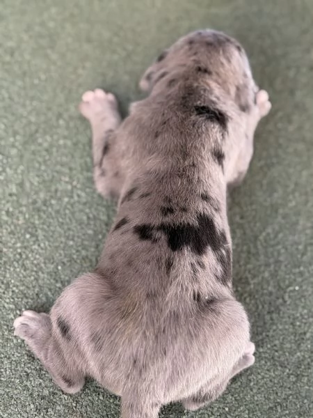 Disponibili cuccioli di alano  | Foto 2