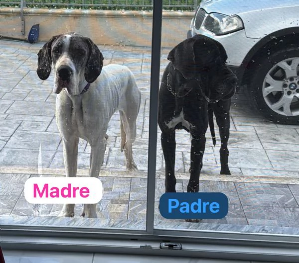 Disponibili cuccioli di alano  | Foto 1