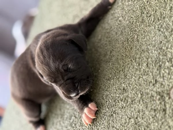 Disponibili cuccioli di alano  | Foto 0