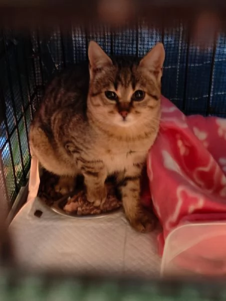 MILANO - GATTINI DA ADOTTARE