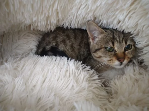 MILANO - GATTINI DA ADOTTARE | Foto 3