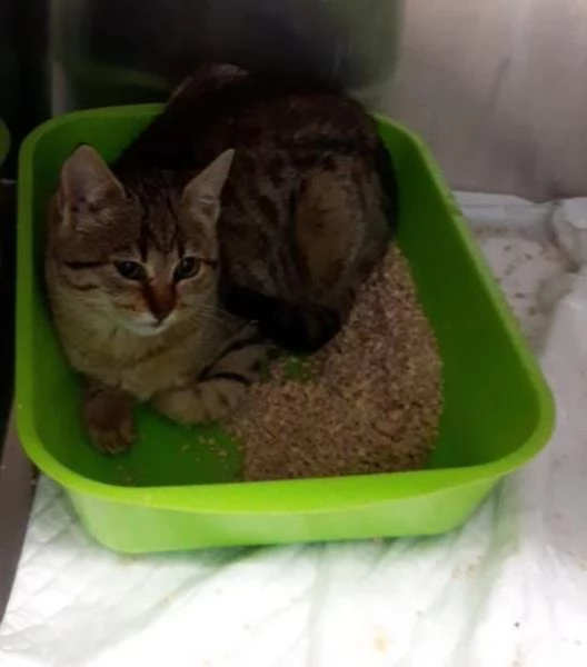 MILANO - GATTINI DA ADOTTARE | Foto 2