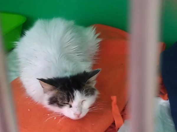 MILANO - GATTINI DA ADOTTARE | Foto 1