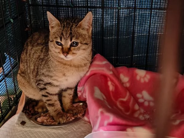 MILANO - GATTINI DA ADOTTARE | Foto 0