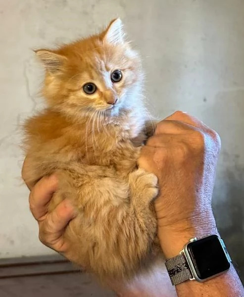 GATTINI DA ADOTTARE  | Foto 6