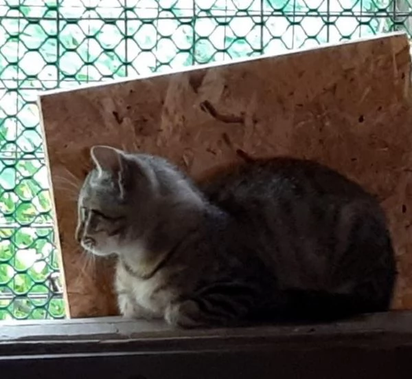 GATTINI DA ADOTTARE  | Foto 5