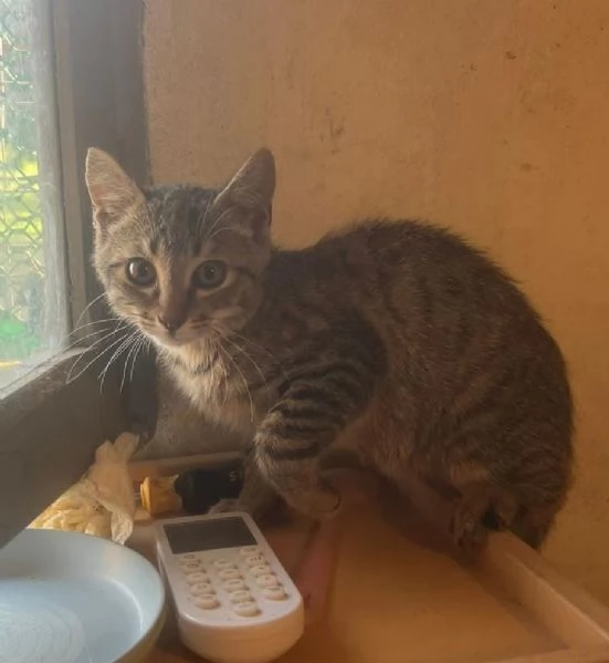GATTINI DA ADOTTARE  | Foto 4