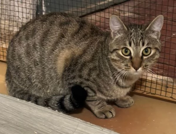 GATTINI DA ADOTTARE  | Foto 3