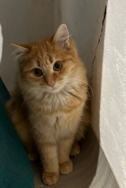 GATTINI DA ADOTTARE  | Foto 2