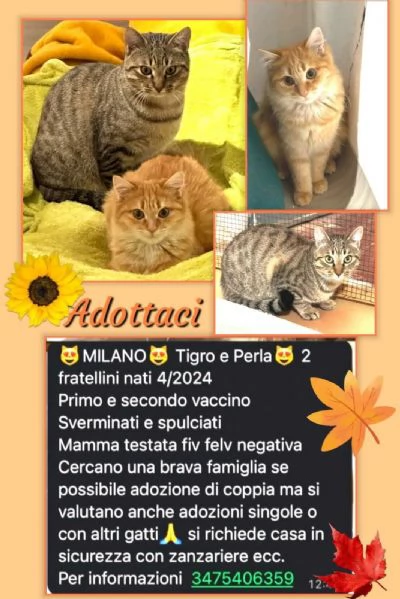 GATTINI DA ADOTTARE  | Foto 1