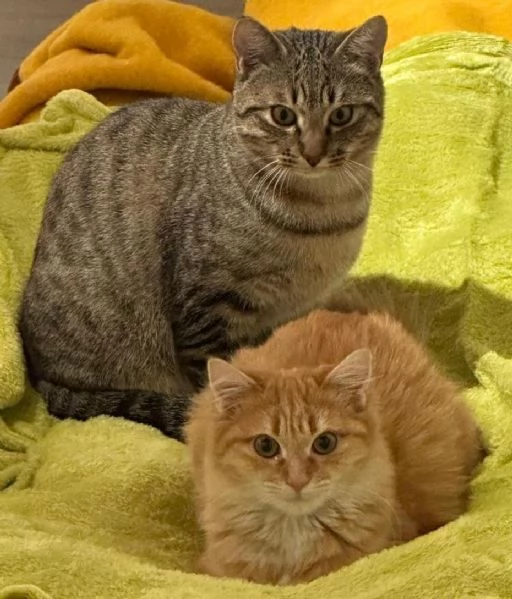GATTINI DA ADOTTARE  | Foto 0