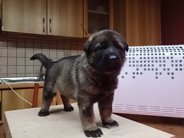 CUCCIOLATA DI PASTORE TEDESCO GRIGIO DA LAVORO  | Foto 7