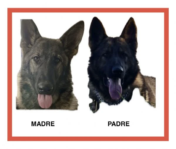 CUCCIOLATA DI PASTORE TEDESCO GRIGIO DA LAVORO  | Foto 6