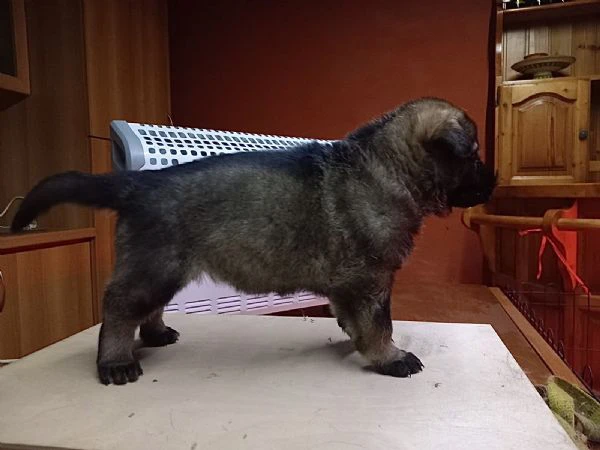 CUCCIOLATA DI PASTORE TEDESCO GRIGIO DA LAVORO  | Foto 5
