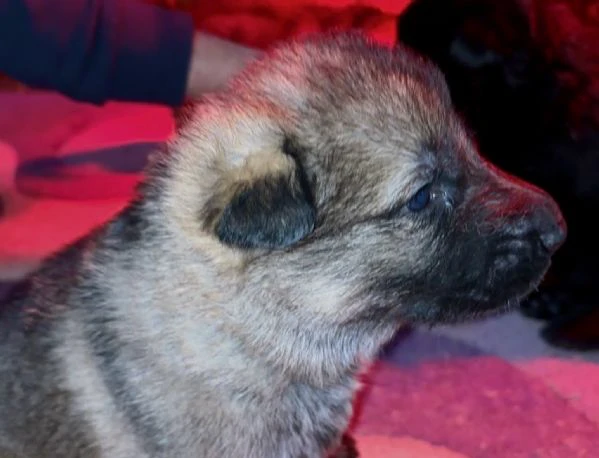 CUCCIOLATA DI PASTORE TEDESCO GRIGIO DA LAVORO  | Foto 2