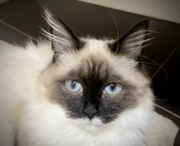 Cucciolone siberiano Neva Masquerade  | Foto 6