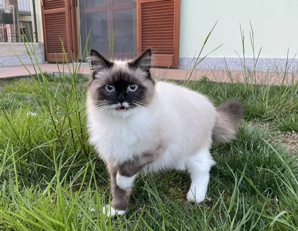 Cucciolone siberiano Neva Masquerade  | Foto 5