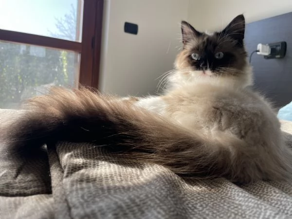 Cucciolone siberiano Neva Masquerade 