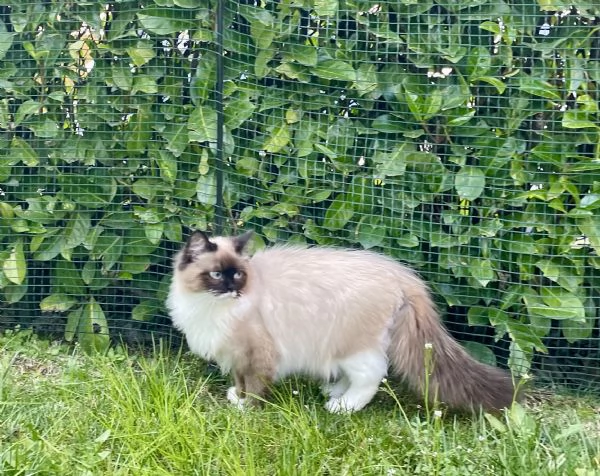 Cucciolone siberiano Neva Masquerade  | Foto 4